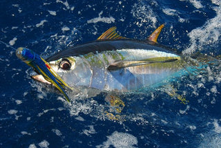 Creating Chaos in the Spread to Attract More Tuna
