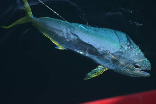 Dorado