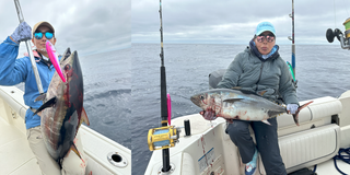 Bluefin tuna illustration