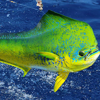 Marlin jumping out of the water