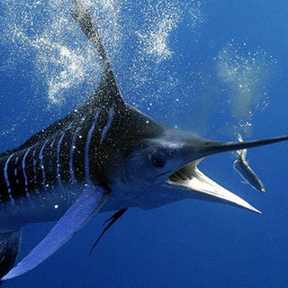 Close-up of dorado fish