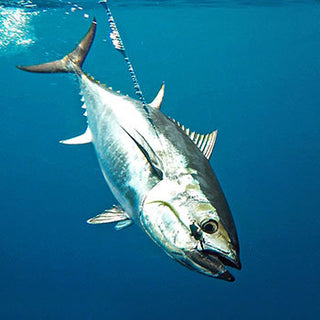 Tuna swimming in open water