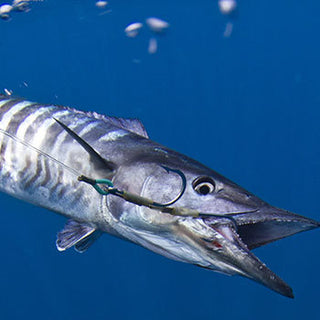 Wahoo swimming near surface