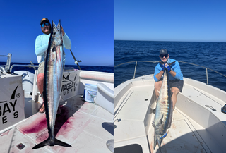 Wahoo fish illustration