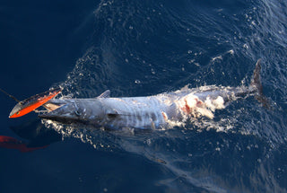 The Art of Teasing Billfish Without Live Bait