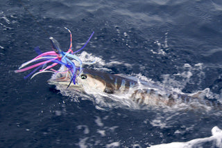 What Makes High-Speed Lures a Game Changer for Wahoo