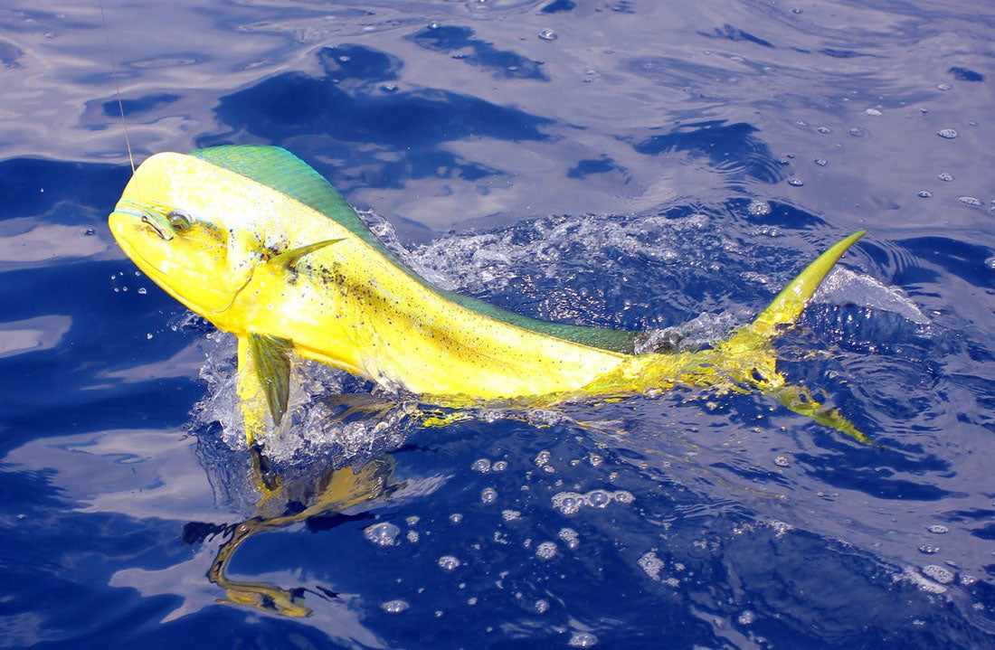 fish with lures Lifelike Fishing for Bass, Trout, Walleye, Predator - Realistic Multi Jointed Fish Popper Swimbaits - Spinnerbaits Lure Fishing Tackle Kits - Freshwater and Saltwater Crankbaits New frog! Always been a