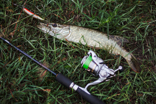 Why Aggressive Lures Dominate Big Game Fishing?
