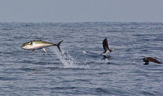 Tuna Frenzy: Why MagBay’s Feathers Are the Ultimate Weapon for Schooling Tuna