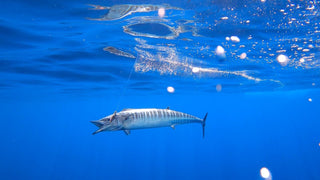 A little Wahoo Fishing Trick