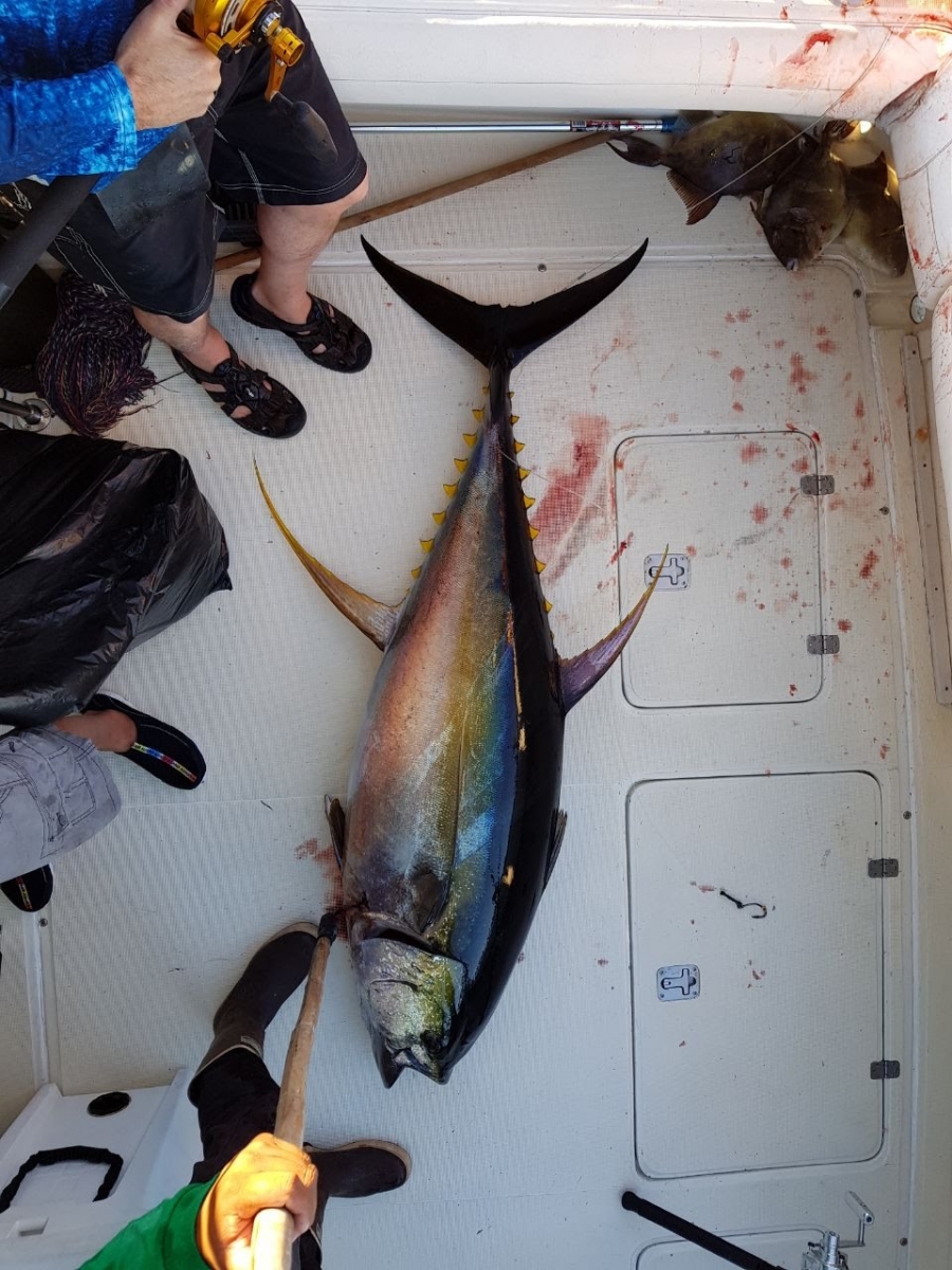Momoi Hi-Catch Fluorocarbon leader 20m 100lb game leader line rigs marlin  tuna
