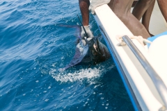 Sailfish catch billfish sportfishing holding bill