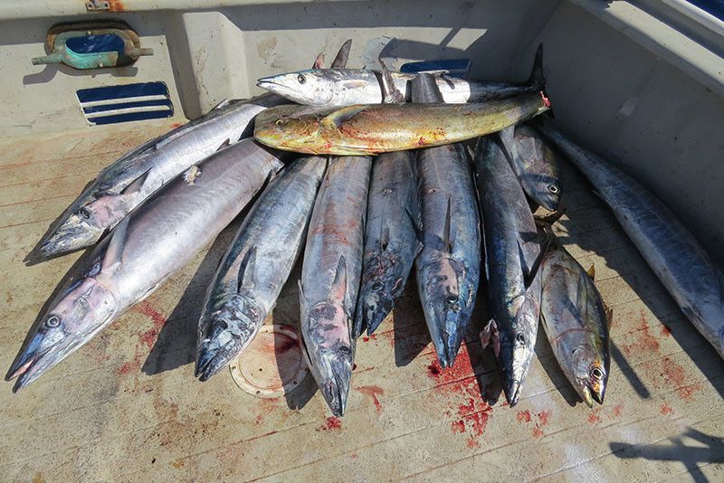 Bluefin Tuna Fishing Tackle, Ballyhood Wahoo Wacko