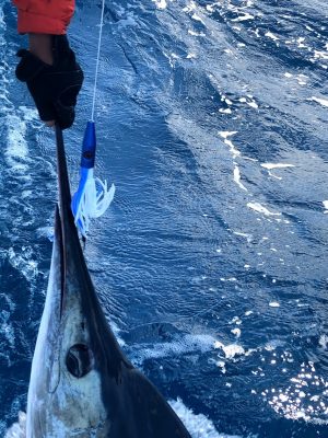 Marlin on Blue Plomerito Lure