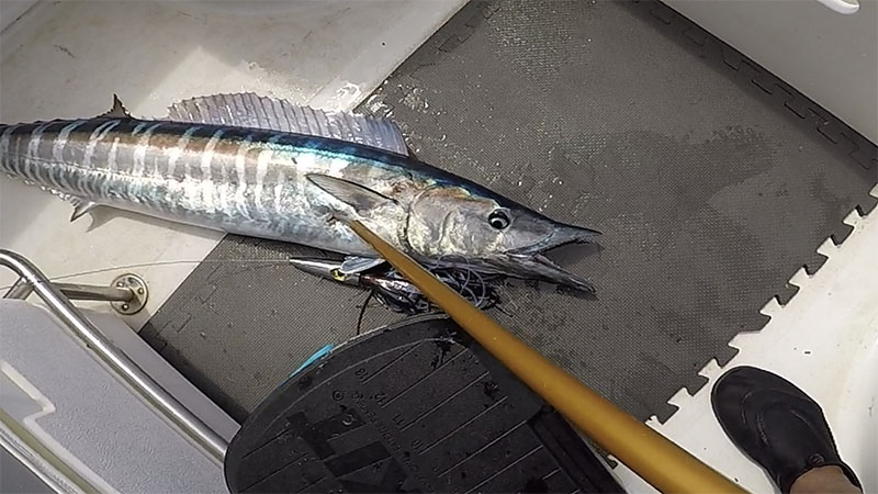 Wahoo Trolling - What is the best speed for high speed wahoo lures?