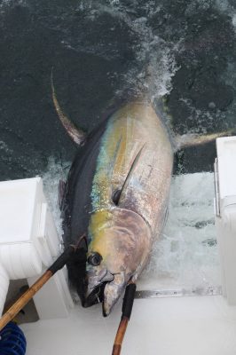 Yellowfin Tuna on MagBay Circle Hooks