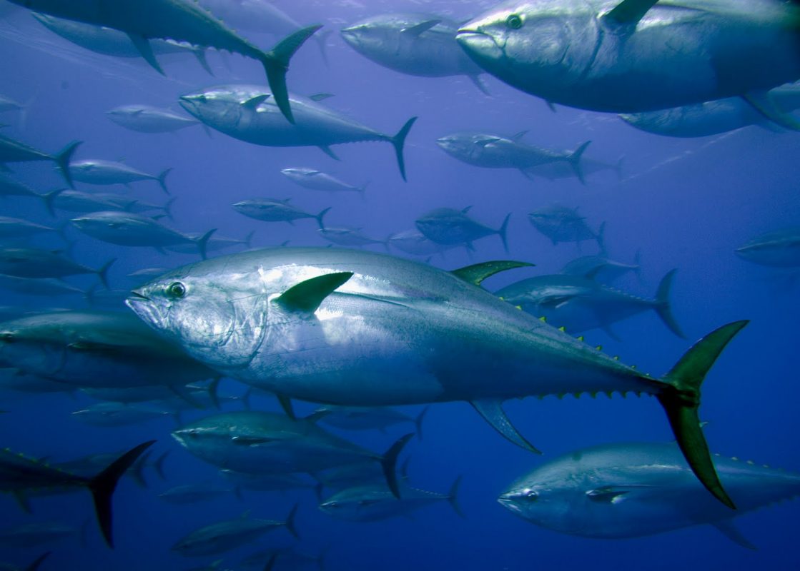 Tuna Fishery