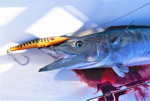 MagTrak™ Gold Sardine Wahoo Lure by MagBay Lures 10 Inch Wahoo Fishing Lure 