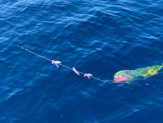 Saltwater Trolling Daisy Chain Squid Skirt Stinger Teasers Mahi-mahi Tuna 