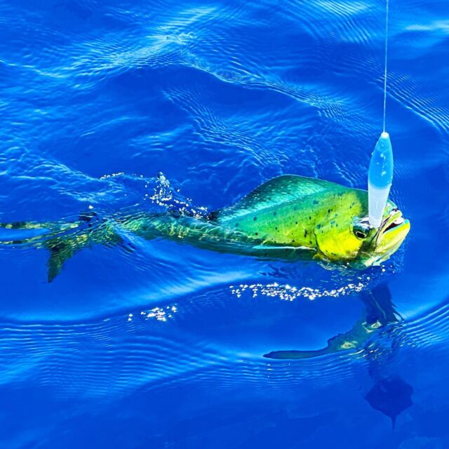 MagBay Wahoo Marlin Tuna and Dorado Lures Catch Gallery